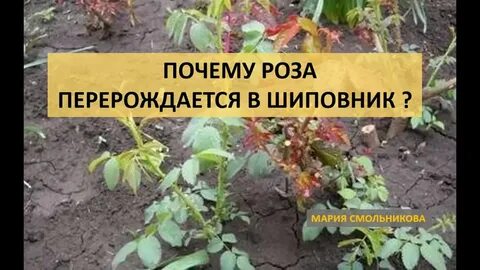 Почему розы перерождаются в шиповник что делать