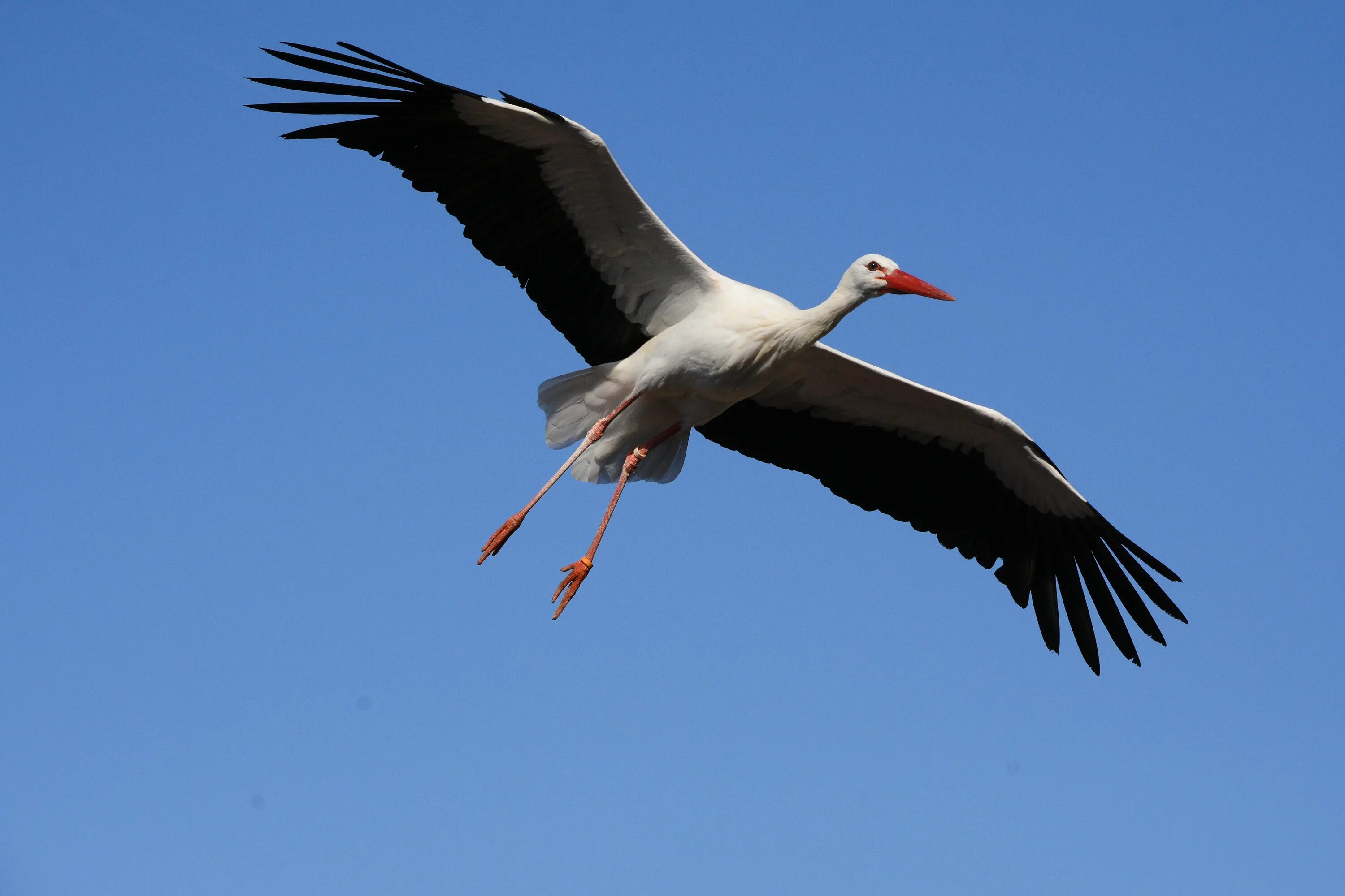 White stork. Photographer David Manusevich