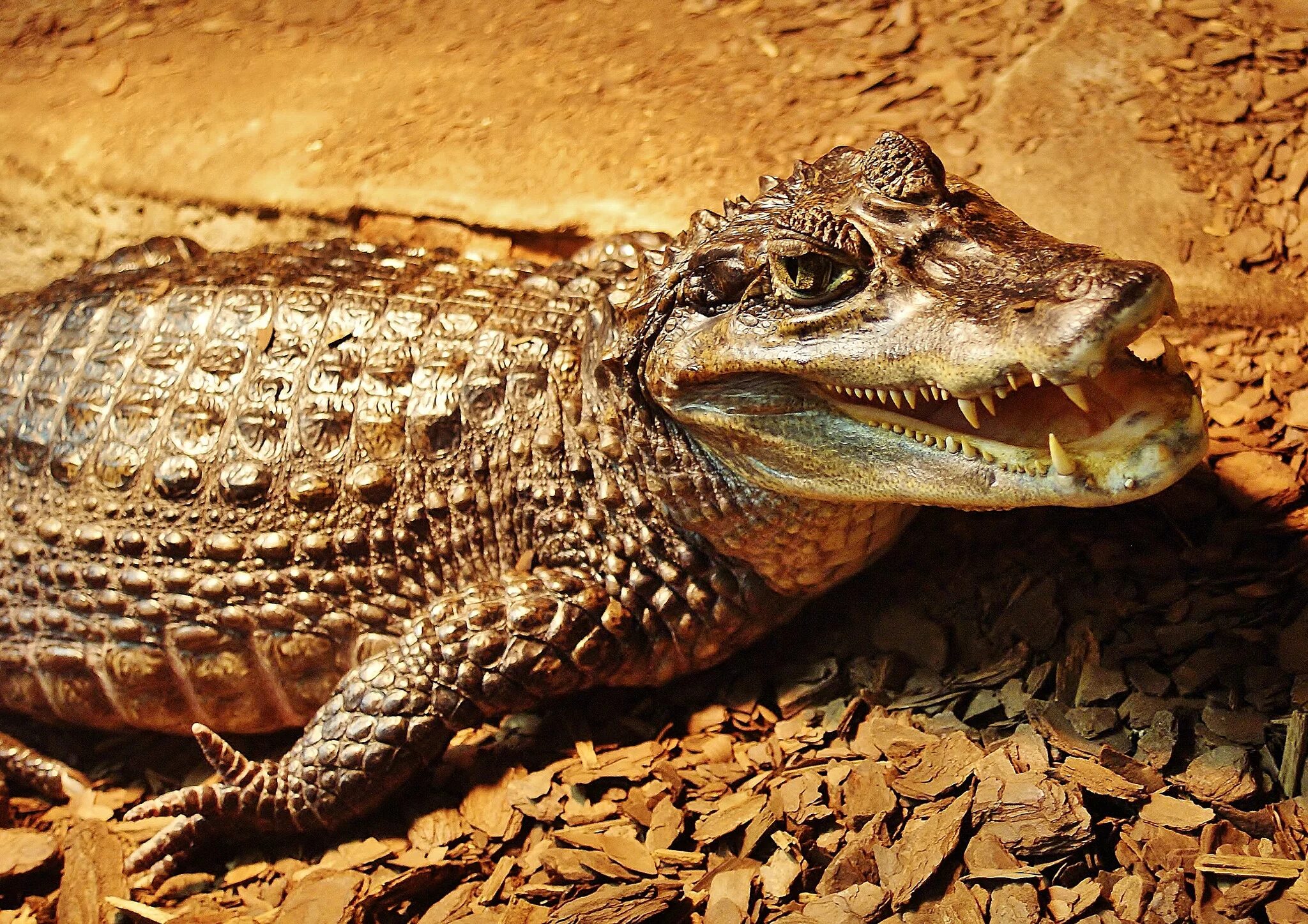 Самые опасные животные в мире. Самое опасное животное на земле. Название опасных животных. Гребнистый крокодил рамри. Опасные животные вмири.