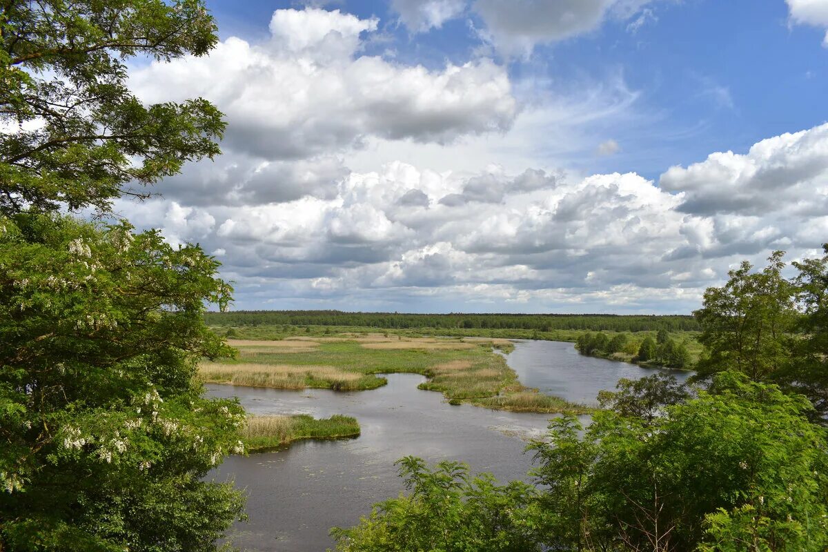растения и животные реки ипуть