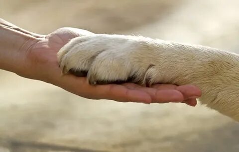 Loyal dogs
