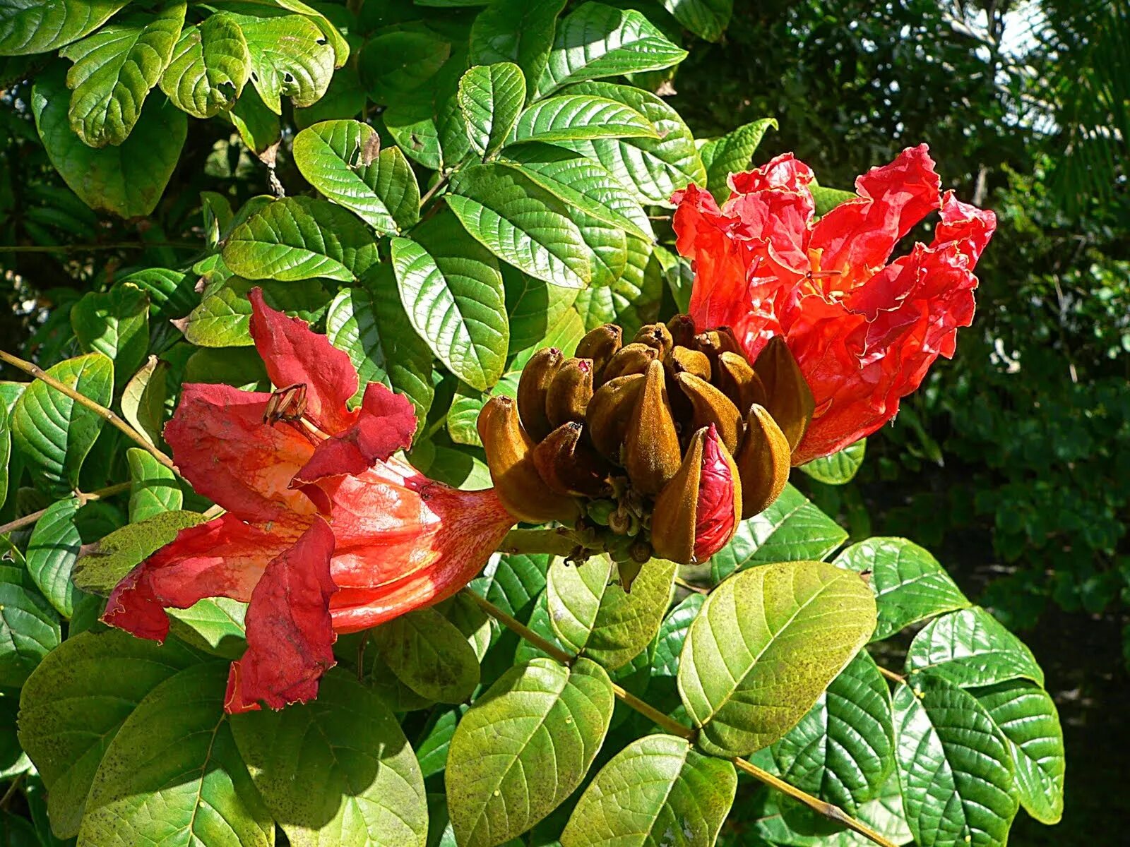 плюмерия манго. манго дерево цветение. цветущее манго. цветущее манго. цветущее манго.