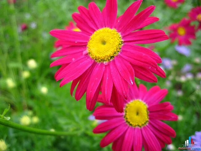 Pin by Jouria Warda on Daisies Daisy flower pictures, Daisy image, Daisy flower
