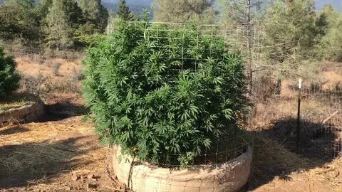 Plant 2017