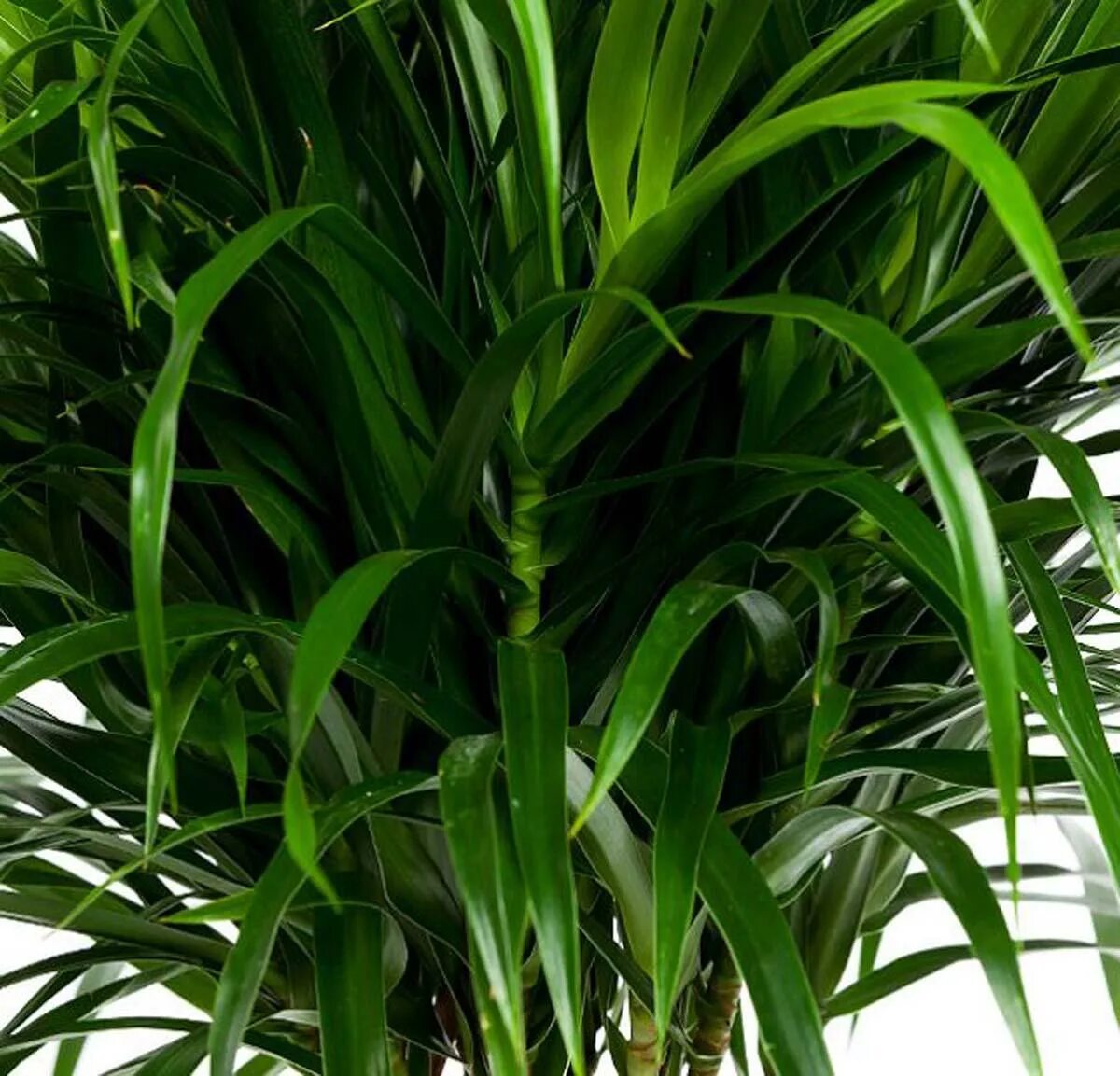 Драцена картинки. Драцена отогнутая (Dracaena Reflexa). Драцена Reflexa Anita. Dracaena Reflexa 'Anita'.