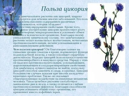 Чем полезен цикорий для организма человека