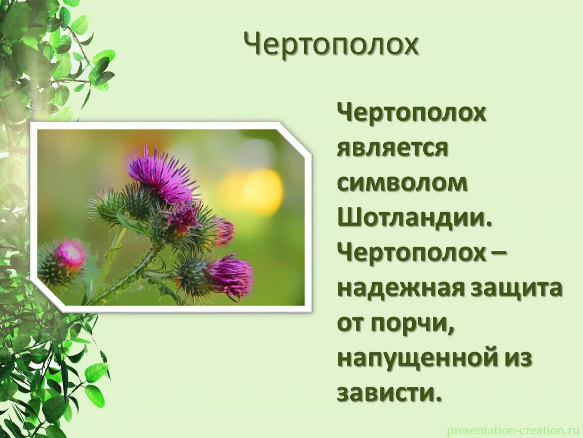 Растение символ страны. Чертополох биология. Сообщение о чертополохе. Цветы символы стран. Чертополох символизм.