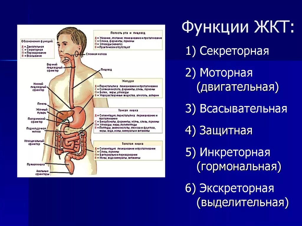 Функции ЖКТ желудочно-кишечного тракта. Функции отделов пищеварительного тракта анатомия. Функции отделов желудочно-кишечного тракта. Функции ЖКТ человека.