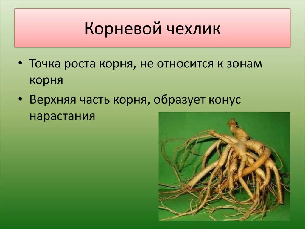 Что относится к корневым. Корни растений. Корень презентация. Корневой чехлик. Точка роста корня.