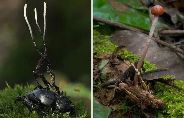 Кордицепс муравей. Гриб кордицепс и муравей. Кордицепс однобокий. Кордицепс однобокий паразитические грибы.