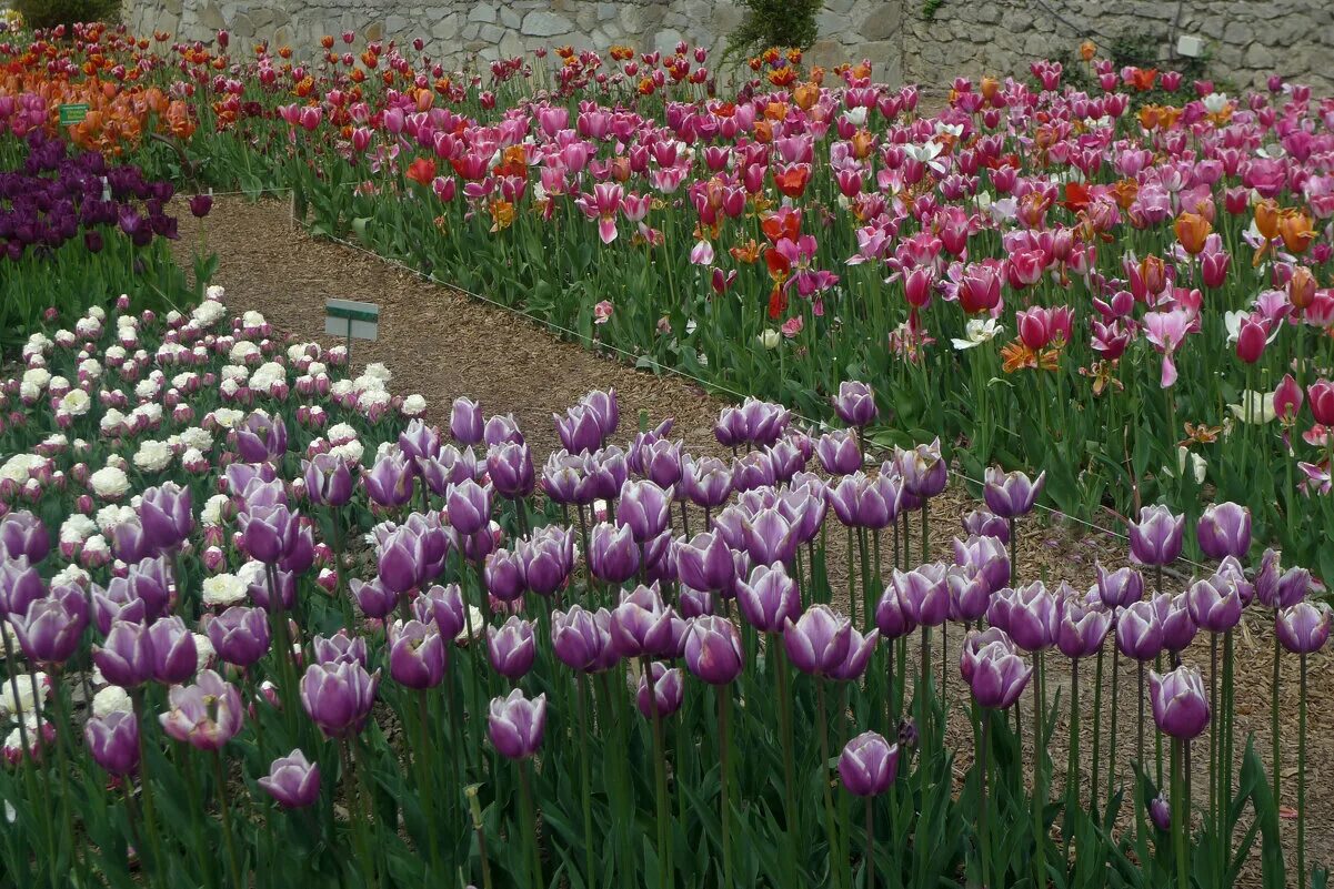 Spring bulbs3-Piet Oudolf entry garden-Toronto Botanical Garden Garden, Drought 