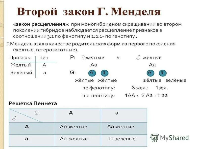 Установите соответствие между законами г менделя. Задачи на первый закон Менделя 9 класс биология. Задача на генетику цвет глаз. Задача по генетике на цвет глаз. Задачи на законы Менделя.