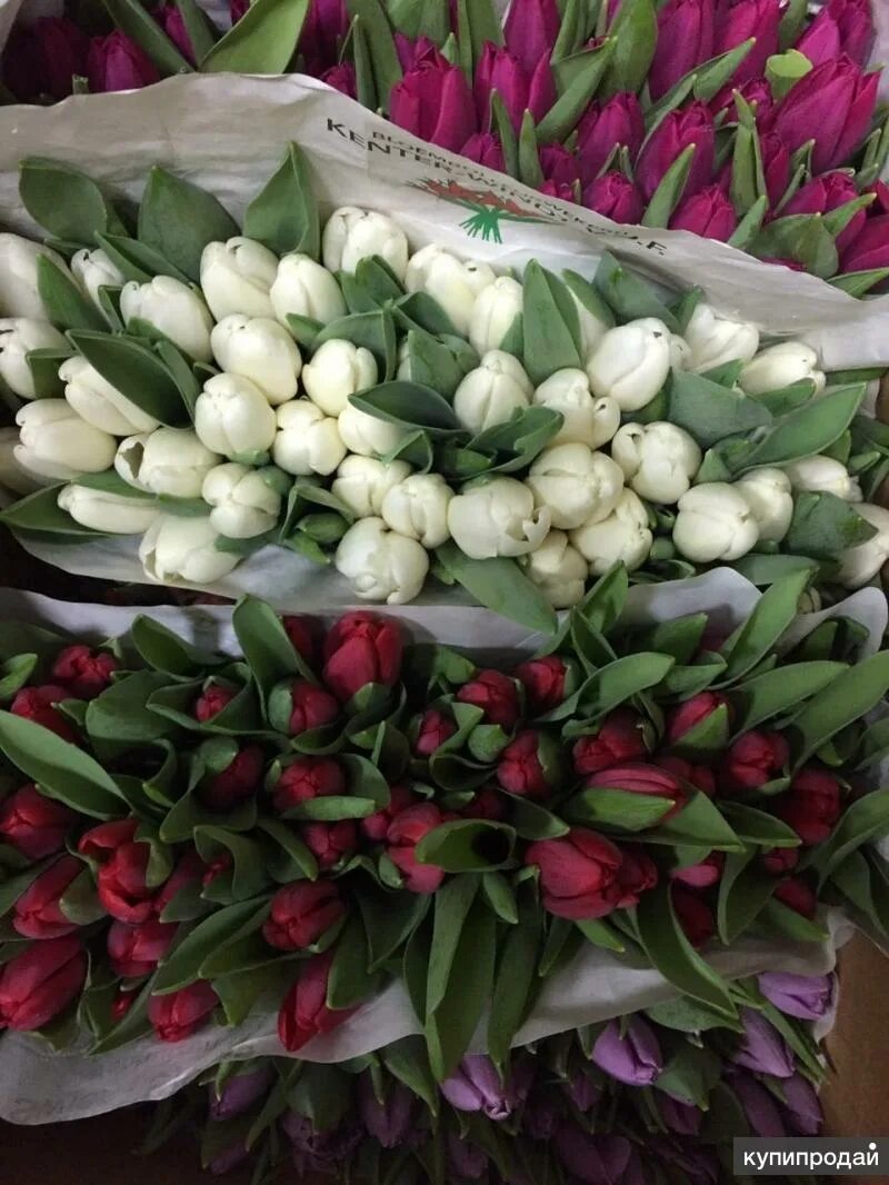 Тюльпаны купить в тольятти