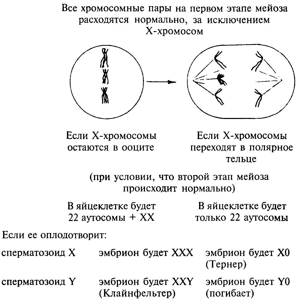 Расхождение хромосом схема. Синдром Дауна нерасхождение в мейозе. Мейоз набор хромосом. Мейоз хромосомный набор. Сколько хромосом в яичниках