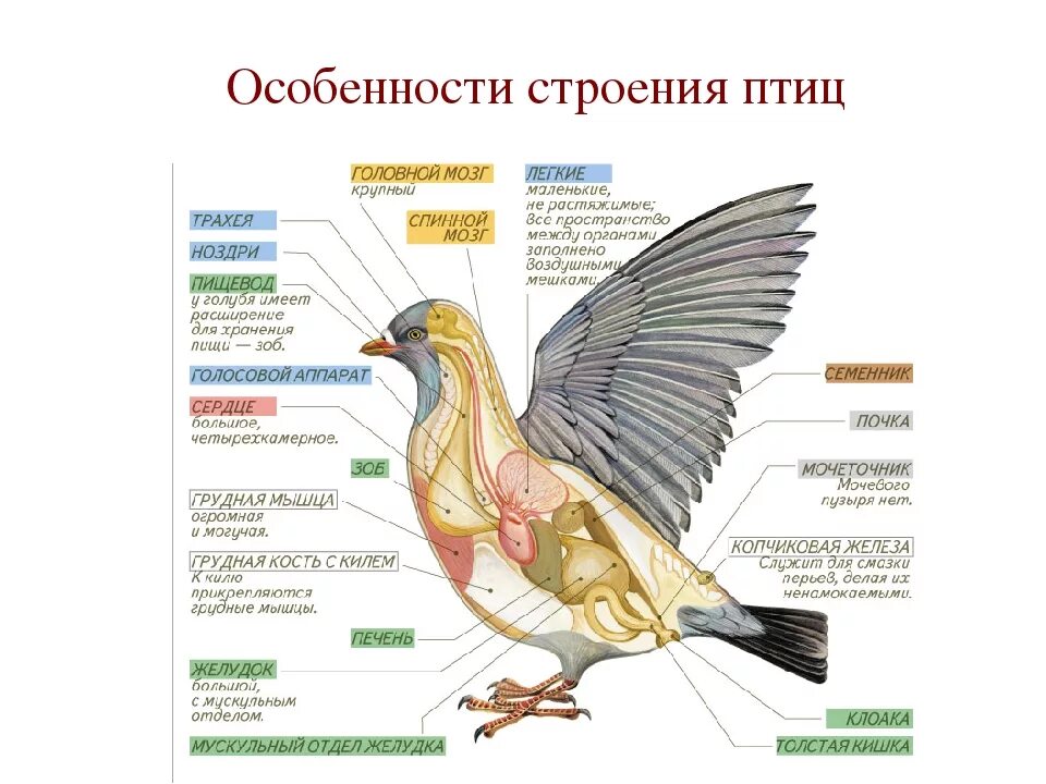 Функции птиц таблица. Функции систем внутреннего строения птиц. особенности внешнего и внутреннего строения птиц 7 класс. особенности внутреннего строения птиц 8 класс. системы органов и особенности строения птиц.