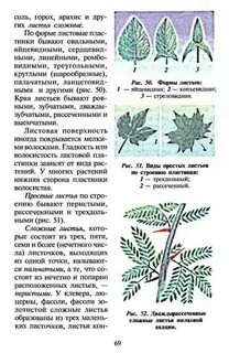 Листья пальчато раздельные край выемчатый