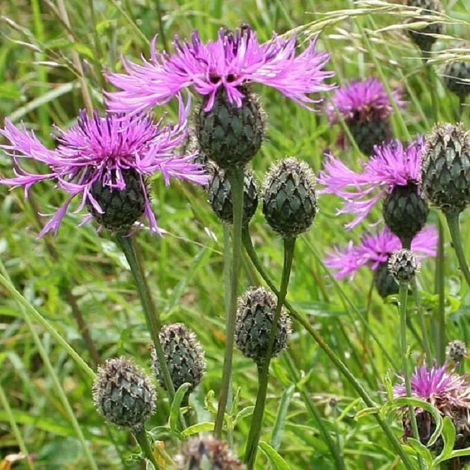 Центаурея Нигра. Centaurea nigra цветок. Centaurea nigra — Black knapweed.