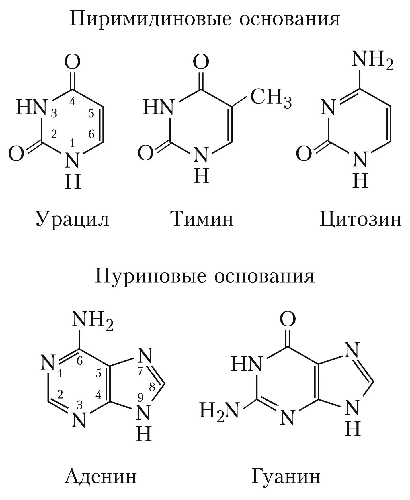 Какой нуклеотидов с цитозином содержит днк
