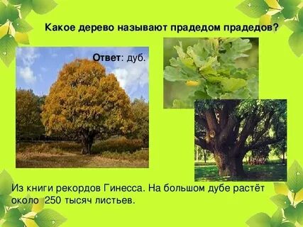 Дерево какие ткани