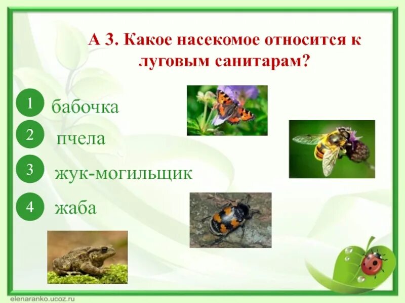 Окружающий мир тест на тему жизнь луга. Насекомые санитары луга. какие животные относятся к насекомым. какое насекомое относится к луговым санитарам. какие насекомые являются санитарами луга.