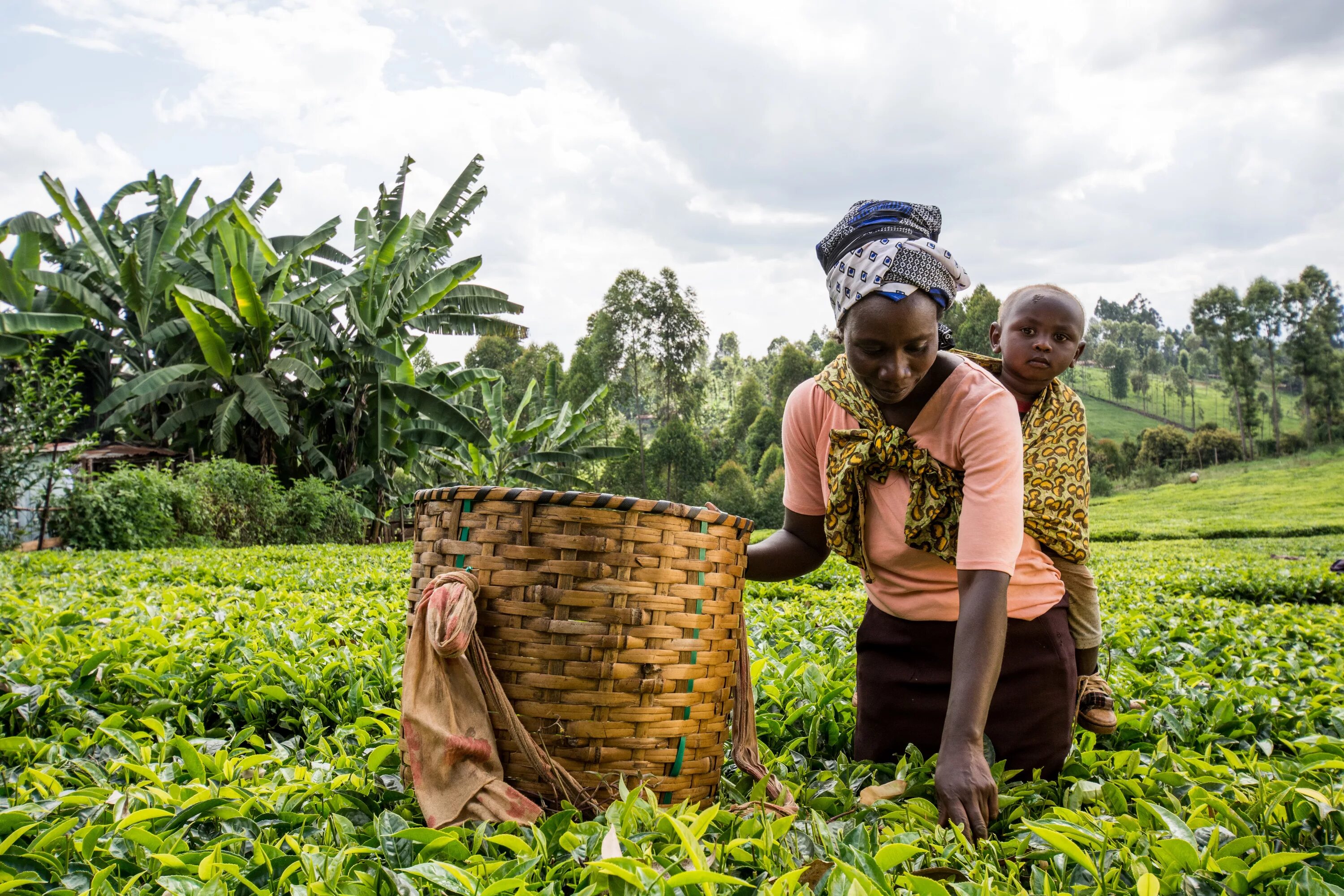 Africa grows. Кения плантации чая. Африка чайные плантации. Куба сахарный тростник плантации. Чайные плантации Кении чайные в Кении.