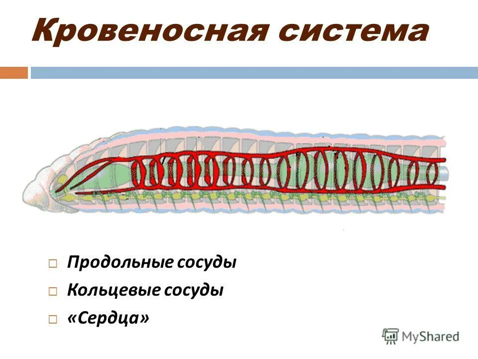 Дыхание дождевого червя