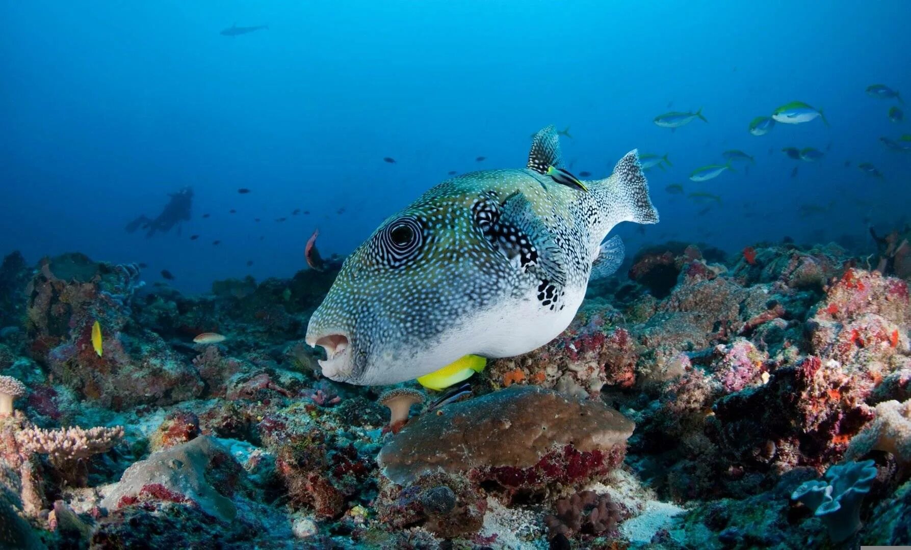 Рыбы индийского океана. Морские животные. Подводный мир Тихого океана. Обитатели Тихого океана. Про рыб океана