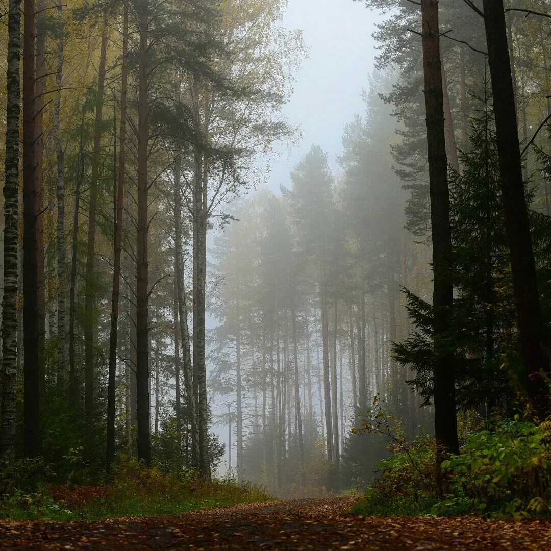 HDRI туманный лес. Тихий лес. Лес в тумане. Лес Поляна туман. Беззвучный лес