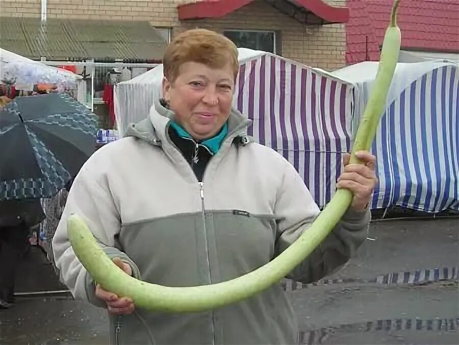 Самый длинный огурец в мире. Самый длинный огурец в мире. Самый длинный огурец. Самый большой огурец в мире. Большой огурец.