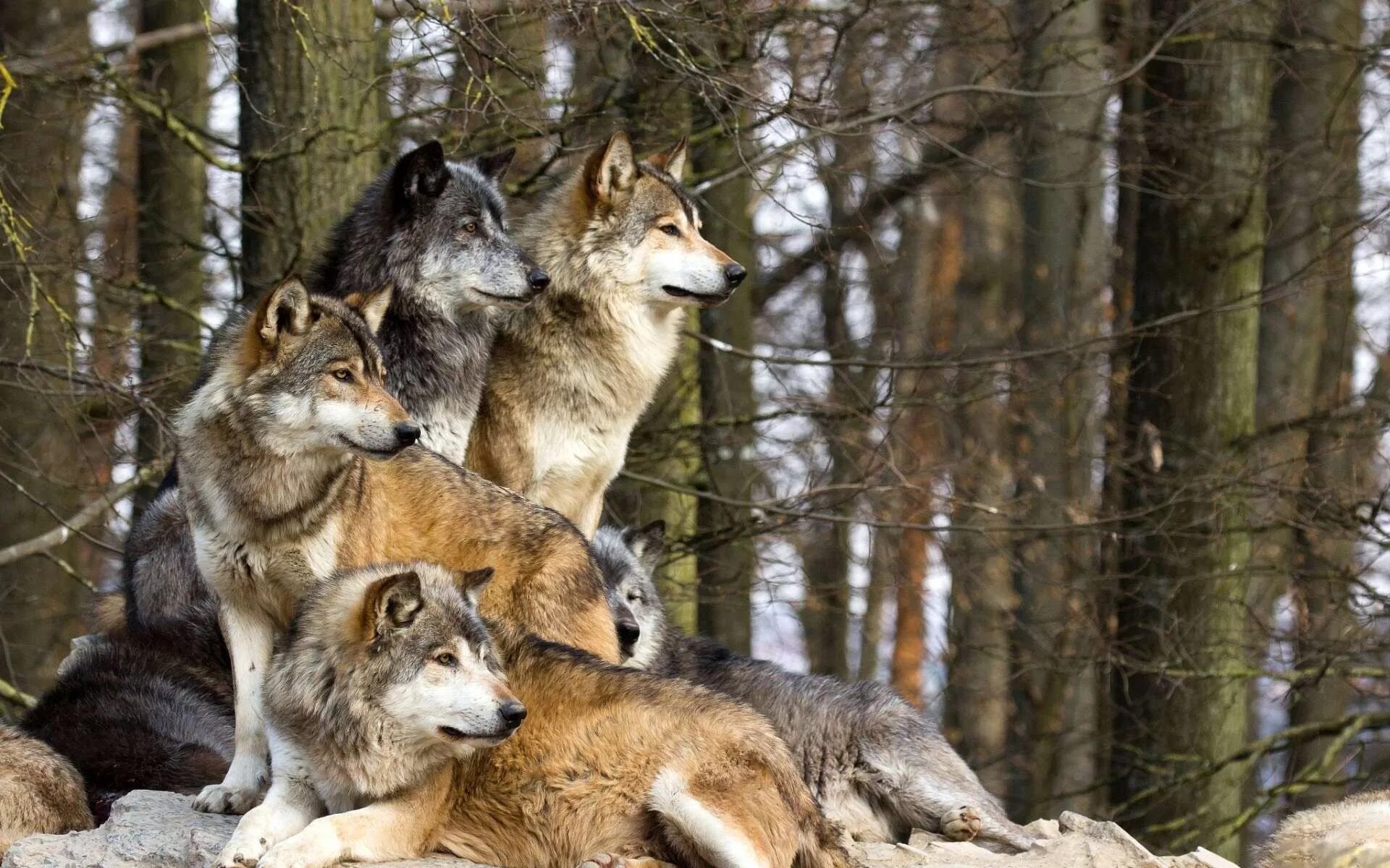 Wolf Population On The Rise in Washington State