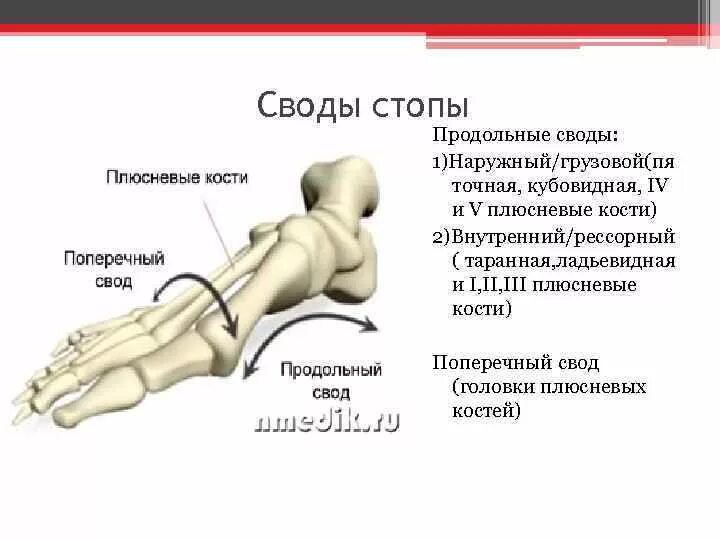 Своды образования 38. Строение поперечного свода стопы. Продольный и поперечный свод стопы. Кости образующие свод стопы. Опорный свод стопы.