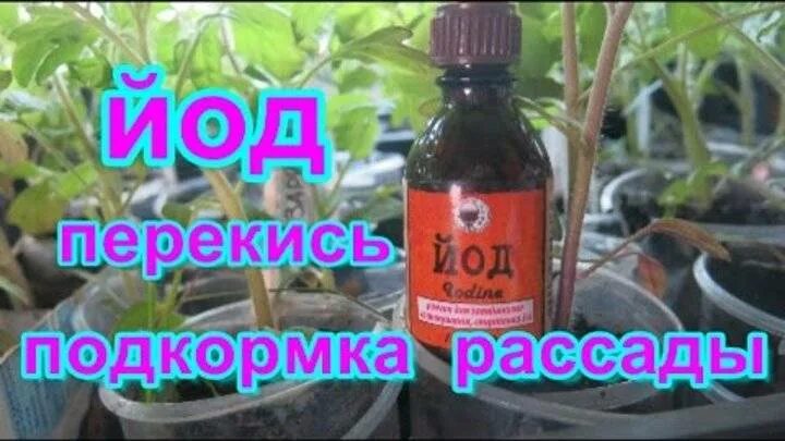 Подкормка перцев йодом. Подкормка рассады перекисью. Йод и перекись водорода для рассады. Йод для рассады. Йод для рассады томатов.