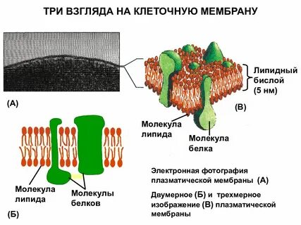 Осмос плазматической мембраны