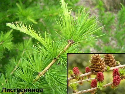 Лиственница относится к лиственным деревьям