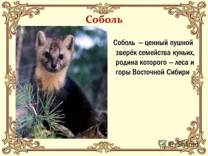 Соболь род мужской