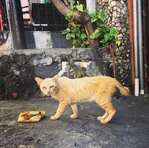 Коты на бали. Кошачьи на бали. Кошки на бали. Кошачьи на бали. Бали кошки.