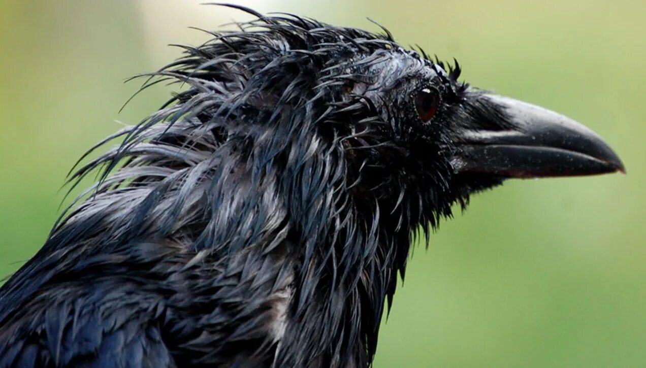 Мокрая ворона. Мокрая ворона. Мокрая ворона. Мокрый ворон. Ворона в луже.