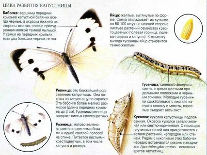 Тип развития капустной белянки