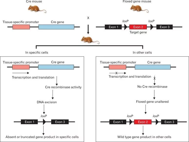 Источник cre https cre ru. Cre рекомбиназа. Cre Lox рекомбинация. Разрывная машина intron 600 DX. Cre/Lox Tissue specific Knockout.