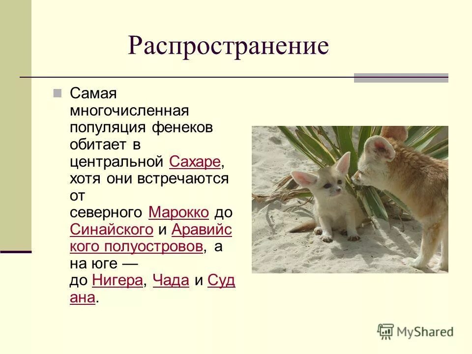 Популяция это совокупность особей одного вида. Виды популяций. Популяция животных. Многочисленной популяции. Популяции.