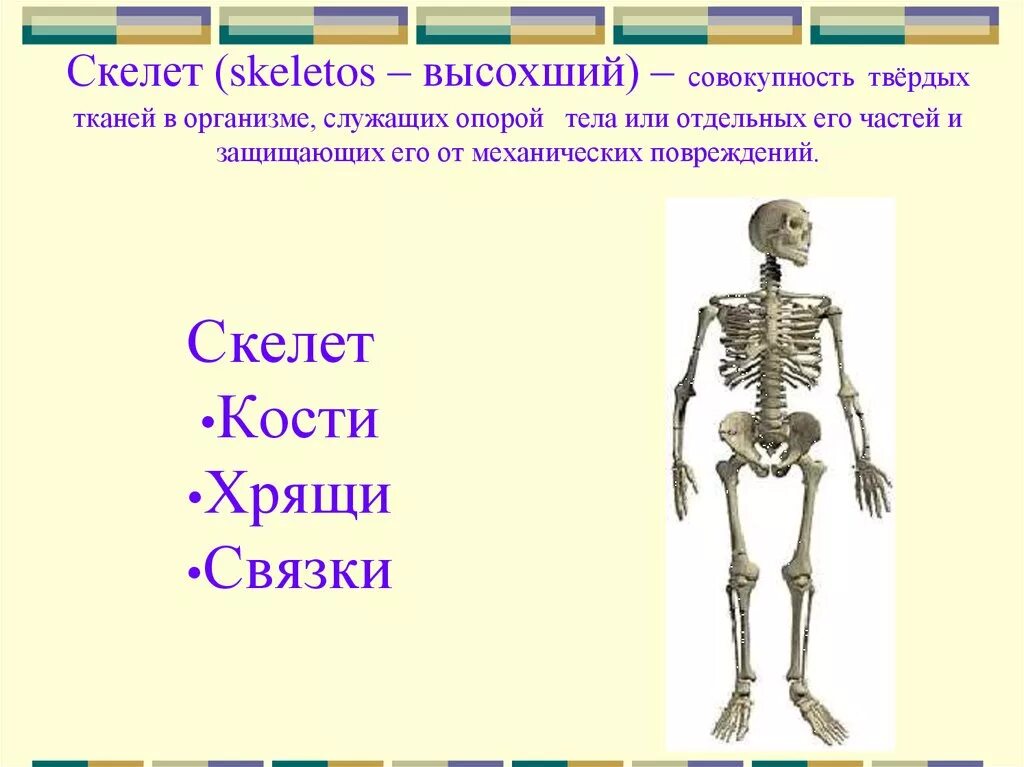 Класс биология строение скелета человека. Осевой скелет и скелет конечностей. общее строение скелета осевой скелет. кости скелета человека 8 класс биология. биология 8 класс тема скелет.