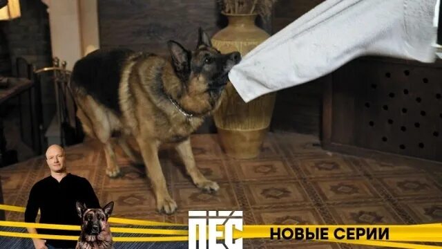 Никита панфилов пес 2. Пёс 6 сезон 21 серия. Николай каптан сериал пёс. Пёс 5 сезон 1 серия нтв. Включи пес пожалуйста.