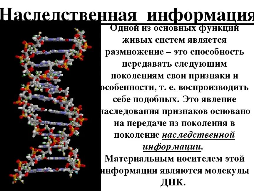 Днк наследственные признаки. ДНК И наследственная информация. Ненаследственная информация. Передача генетической информации. Генетическая информация информация.