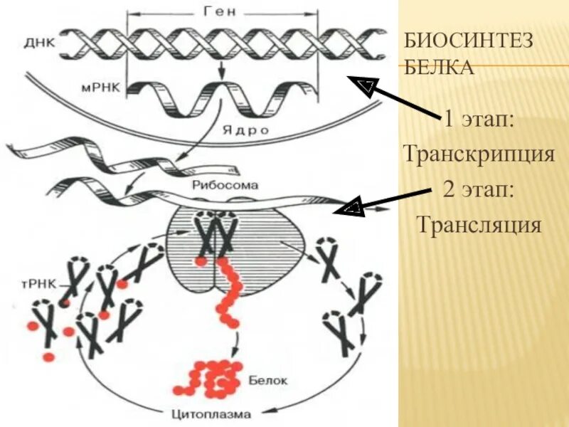 Биосинтез белка процесс транскрипции. Синтез белка транскрипция и трансляция. Этап транскрипции в синтезе белка. Фазы трансляции Биосинтез белка. Трансляция второй этап биосинтеза белка.