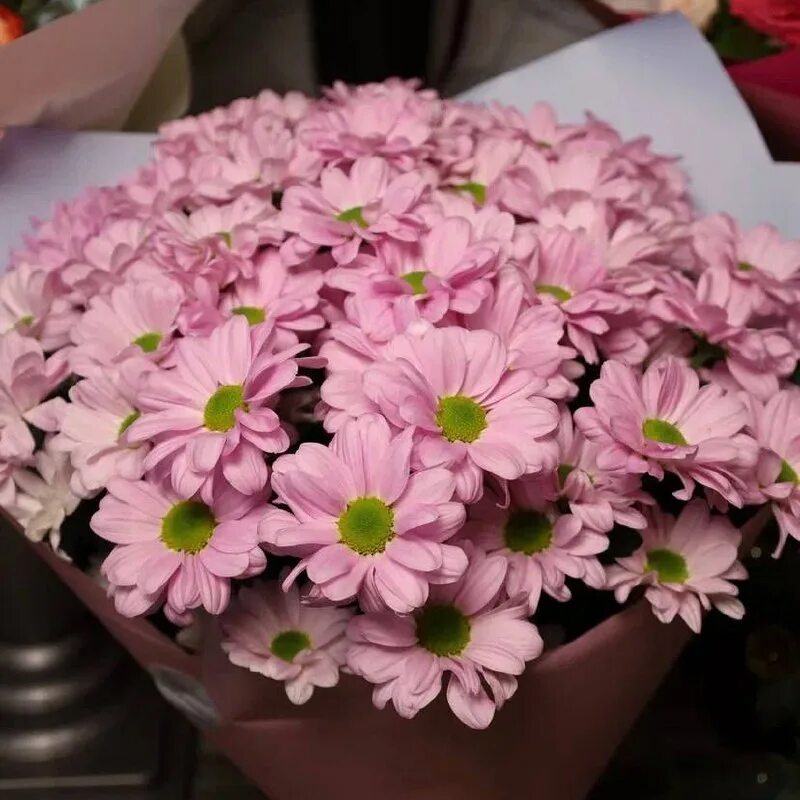 Хризантема пина колада. Чтоб хризантема стояла дольше. Хризантемы розовые,белые и желтые в вазе. Хризантема куст пина колада. Срезанные хризантемы в воде.