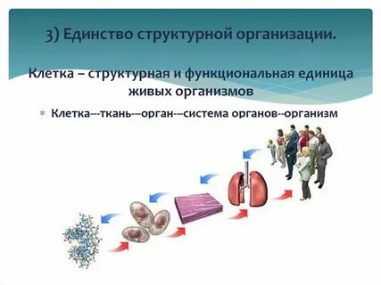 Единство структурной организации характеристика