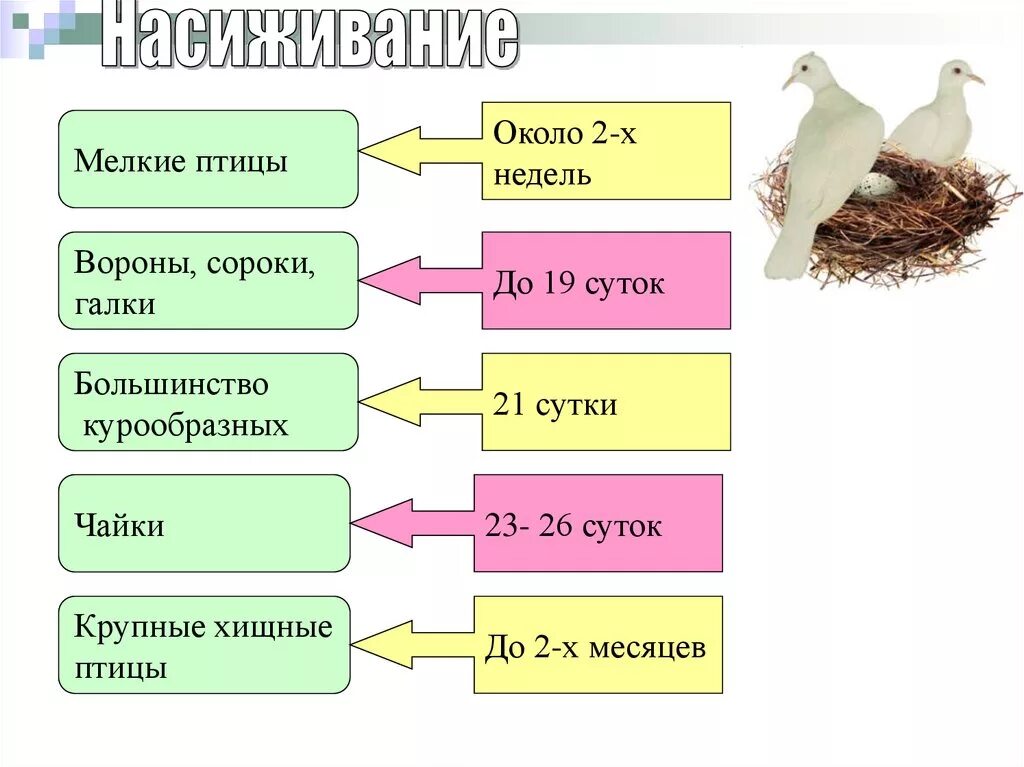 Размножение птиц 7 класс биология. Размножение и развитие птиц. Класс птицы размножение. Размножение курообразных. Развитие птиц схема.