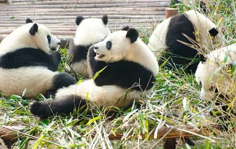 Pandas grouping