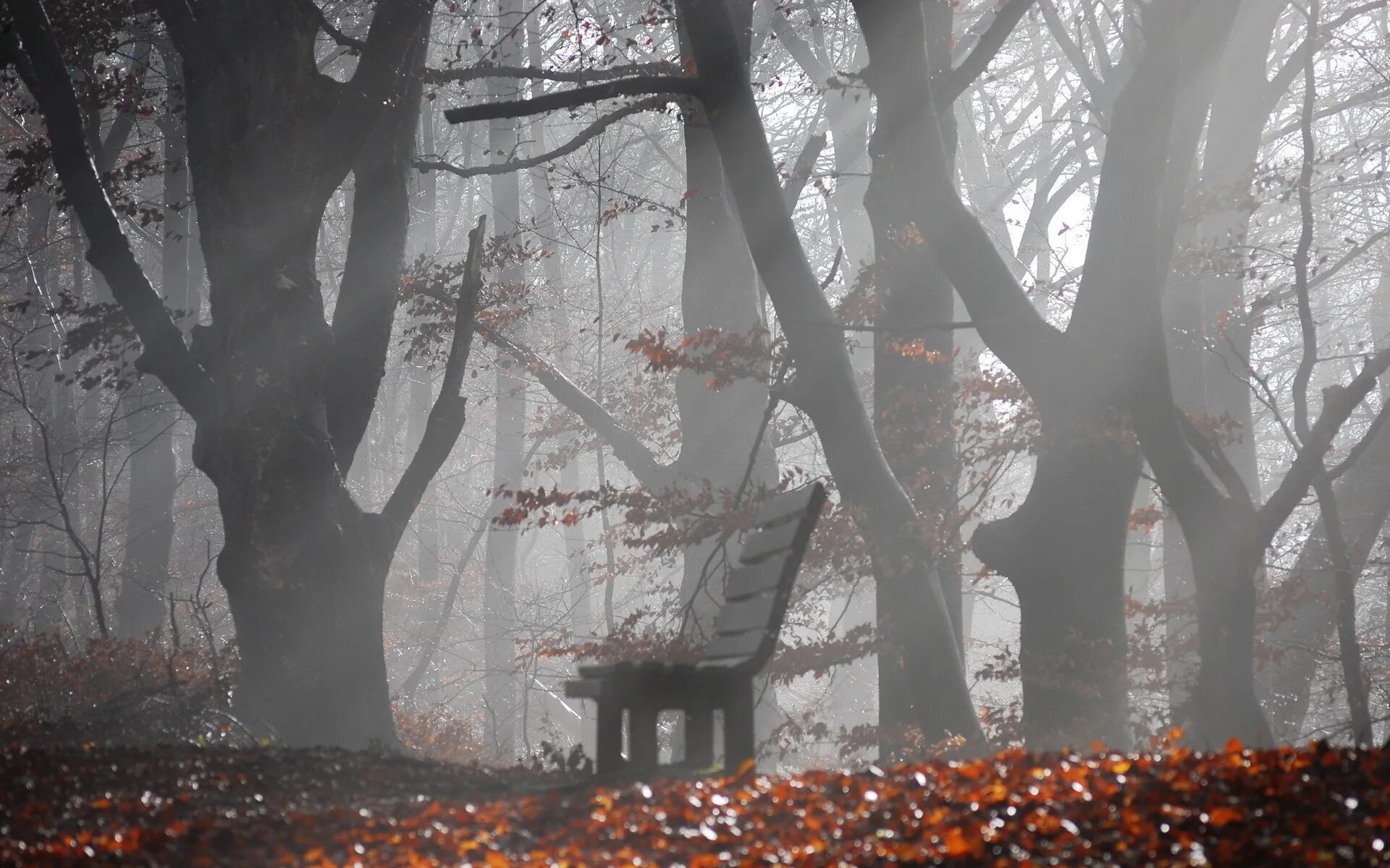 Мрачные аллеи. Серая осень. Деревья в тумане. Мрачный пейзаж. Осень в городе.