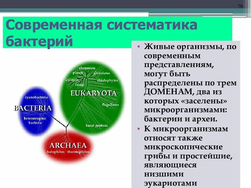 Современная классификация микроорганизмов (таксономия). Классификация микроорганизмов схема. Современная систематика бактерий. Основные принципы систематики микроорганизмов. Современная систематика живых организмов.